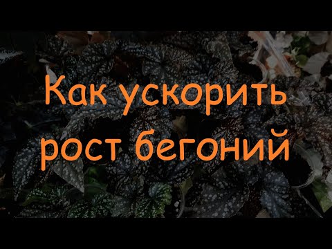 Видео: Как ускорить рост бегоний