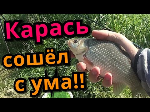 Видео: КАРАСЬ просто сходит с ума!! Что случилось после нереста КАРАСЯ?!