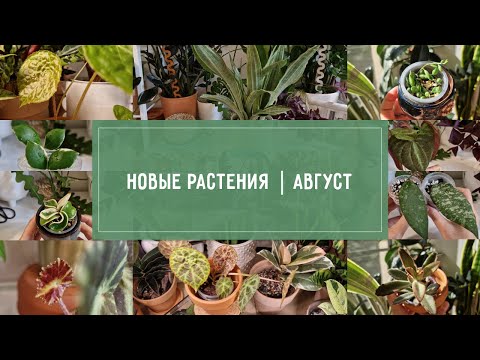 Видео: ОБЗОР новинок РАСТЕНИЙ АВГУСТ