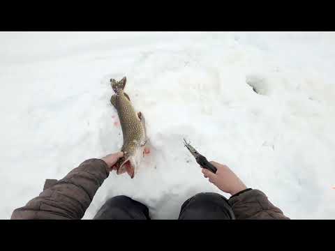 Видео: Рыбалка на озере. Щука на жерлицы.