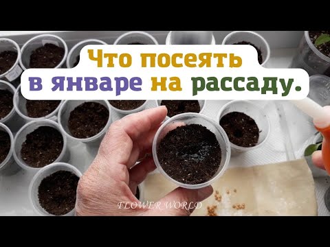 Видео: Что посеять в январе на рассаду.💐