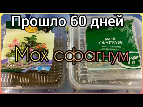 Видео: Вырастить МОХ СФАГНУМ?🌱"Фаско" и "Биотехнологии" из Леруа🌺Условия содержания🌱Результат за ДВА месяца