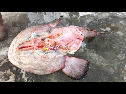 Видео: Трудно представить, сколько жемчужных устриц съела эта рыба-монстр.
