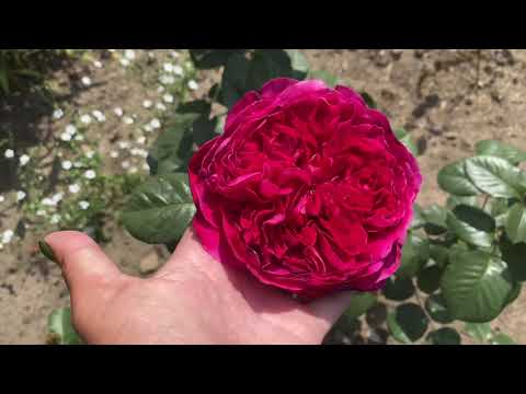 Видео: ЦВЕТЕНИЕ РОЗ 2021🦋🦋🦋🥰🥰🥰. РОЗЫ- ВЫШКААА!!!👍👍👍💪😎 и НОВАЯ АТАКА🤪🤪🤪🥴🥴🥴