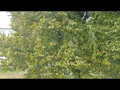 Видео: А эта осень в лагерях