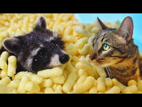 Видео: Реакция на ПОЛНУЮ ВАННУЮ КУКУРУЗНЫХ ПАЛОЧЕК ЕНОТА ХАЙПА И КОТА ШТИРЛИЦА
