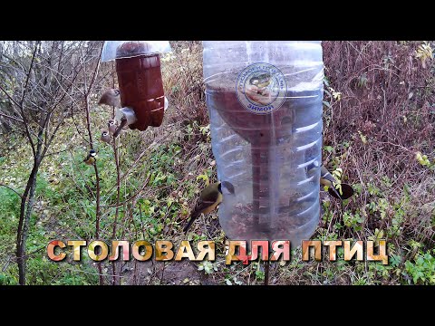 Видео: Кормушка для птиц 31 октября 2025 года (05)