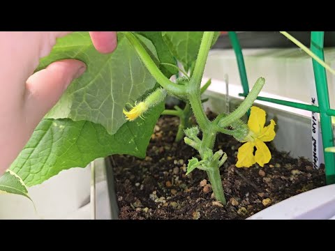 Видео: ЗИМНИЙ ОГОРОД 5 недель, томаты и огурцы зацвели, чем кормить