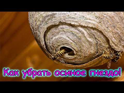 Видео: Борьба с осиным гнездом! Быстро, безопасно, справится каждый. (08.18г.) Семья Бровченко.