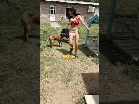 Видео: Смешная подборка животных 🤣😂 #смешныеживотные #животные #питомцы #шорты