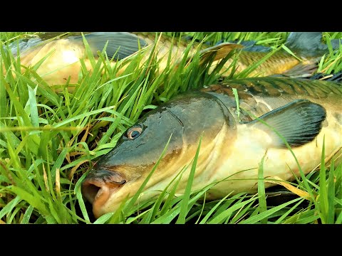 Видео: НА ПОПЛАВОК ТАКАЯ РЫБА - ПРОСТО КАЙФ! Рыбалка в микроречке у села.