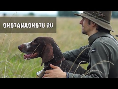 Видео: Охота с легавой. Очень красивый фильм. German Shorthaired Pointer in Russia. Охота на Охоту.