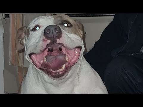 Видео: Хотелось заказать корм, но страшно-А ВДРУГ