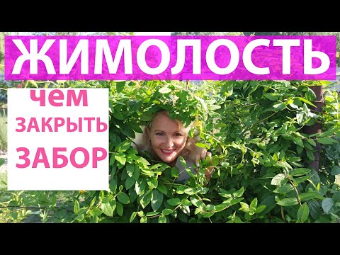 Видео: Чем задекорировать угол забора. Как сажать жимолость
