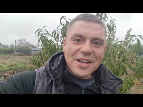 Видео: Обрізка Персика одно-, дво- і трирічного дерева