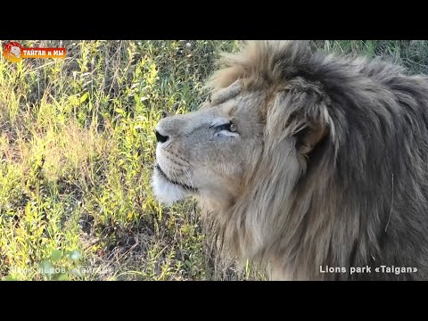 Видео: Увели Олежку 😂 Львы. Тайган. Lions life in Taigan.