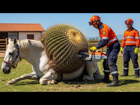 Видео: Сострадание в действии! Эмоциональное спасение лошади после нападения кактуса 🌵💖