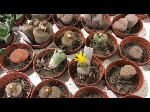 Видео: Что такое листовые черенки? Как цветут крассулы? Как размножается Храм будды?