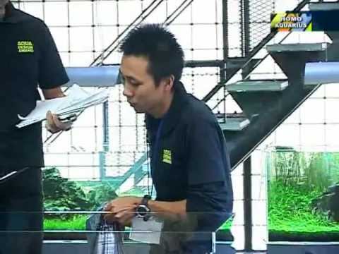 Видео: Природный аквариум Такаши Амано