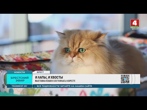 Видео: И ЛАПЫ, И ХВОСТЫ