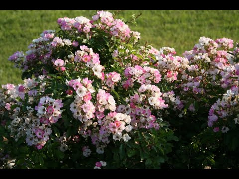 Видео: Мускусные розы - лучший выбор для малоуходных садов и тенистых мест