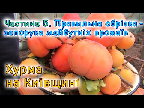 Видео: Обрізка хурми на плодоношення та зміцнення скелету дерева