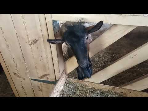 Видео: Плюсы и минусы сарая для коз