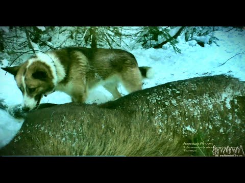 Видео: ОХОТА С ЛАЙКАМИ НА ЛОСЯ В ЯНВАРЕ! УЖЕ ГОТОВИМ ПРИВАДУ НА МЕДВЕДЯ. ЖИВЁМ В ИЗБЕ И ЗАКРЫВАЕМ СЕЗОН!