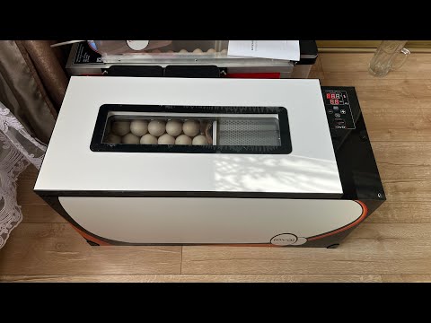 Видео: Мне дали на тест инкуботор OVO 78 Буду делать честные обзоры