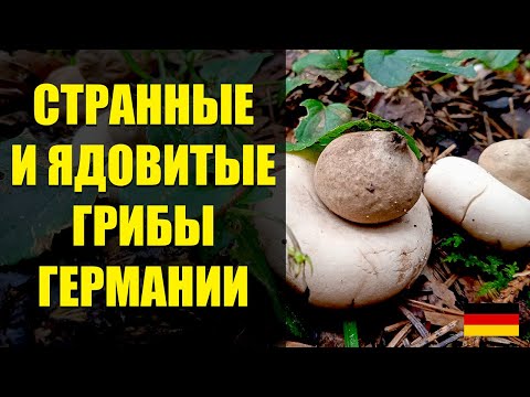 Видео: СТРАННЫЕ ГРИБЫ немецкого леса. СЪЕДОБНЫЕ и ЯДОВИТЫЕ. Pilze Deutschlands
