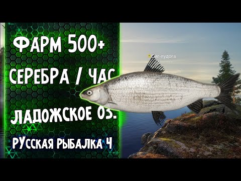 Видео: Фарм 500+ Серебра За Час ● Ладожское Озеро ● Путь Универсала ● Русская Рыбалка 4 #4