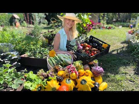 Видео: УРОЖАЙ АВГУСТА С 8 СОТОК/СНТ ОСТАЛОСЬ БЕЗ ВОДЫ