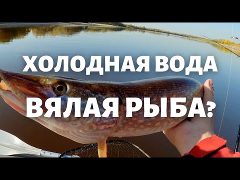 Видео: Рыбалка в Тюменской области. Рыбалка в Тюмени. Осень, сентябрь 2020.