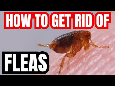 Видео: Как избавиться от блох | Безопасное, натуральное и гарантированно эффективное средство для собак ...