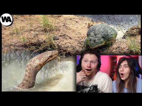 Видео: Лягушка Делает Невероятное, Чтобы Защитить Потомство | РЕАКЦИЯ на WATOP