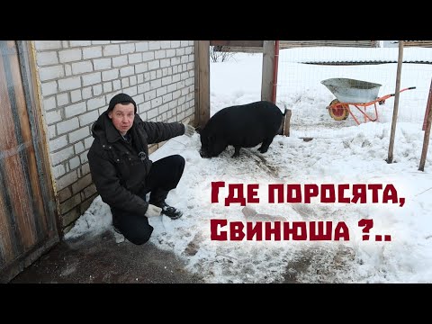 Видео: Вместо ожидаемых поросят получили курган из навоза!