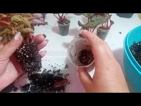 Видео: Бегонии. Пересадка, перевала, черенкование.