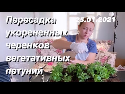 Видео: ПЕТУНИЯ ВЕГЕТАТИВНАЯ. Пересадка укорененных черенков. Уход и размножение петуний