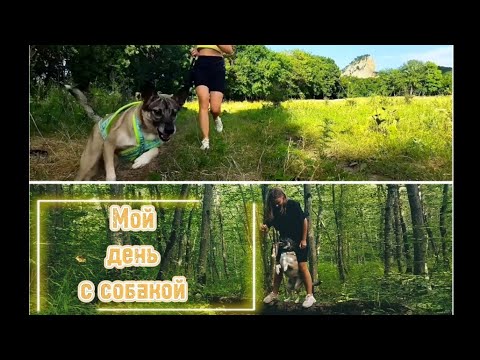Видео: МОЙ ДЕНЬ С СОБАКОЙ
