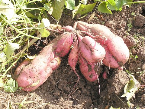 Видео: ХОЗЯЙСТВО "БАТАТ ЧУДО", ЧАСТЬ 1