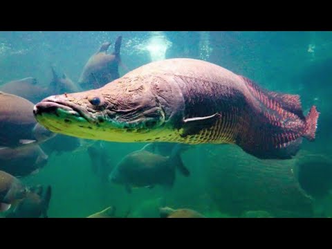 Видео: Самые опасные монстры реки Амазонка