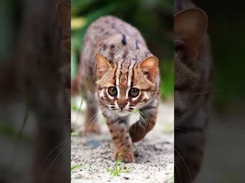 Видео: Крошечная хищность🐱 Самая мелкая из семейства кошачьих Ржавая кошка