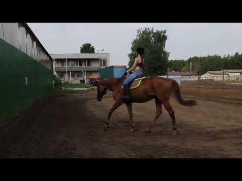 Видео: Урок верховой езды / Тренировка всадника - учебная рысь, галоп / Часть 2.