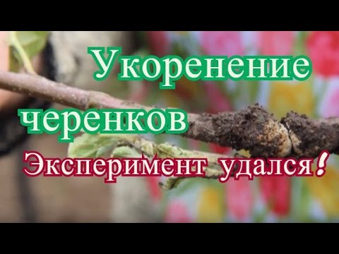 Видео: Укоренение черенков. Эксперимент удался.