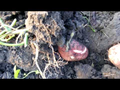Видео: Батат- от посадки до сбора урожая