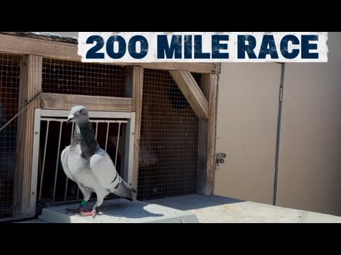Видео: Заезд на 200 миль завершён. Кто хочет больше? #гоночныеголуби #голубь
