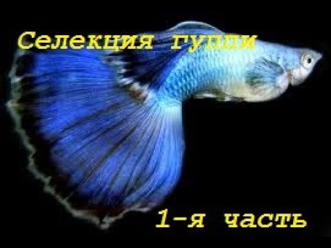 Видео: Селекция гуппи. 1-я часть.