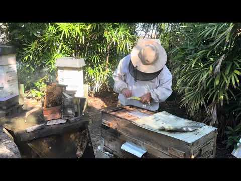 Видео: Улей Поппельтон СК после 2 месяцев отсутствия — пчеловодство
