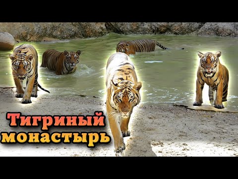 Видео: Таиланд. Тайны Тигриного Храма: как кошачьи поселились вместе с людьми