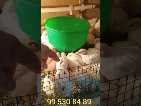 Видео: бедана жужам 18 кунли булишди ва фойдаси гушт тухуми дан